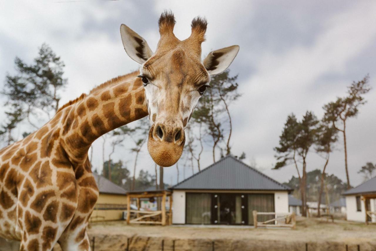 Safari Resort Beekse Bergen Hilvarenbeek Exteriör bild